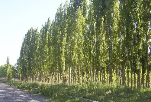 cortinas-rompemientos