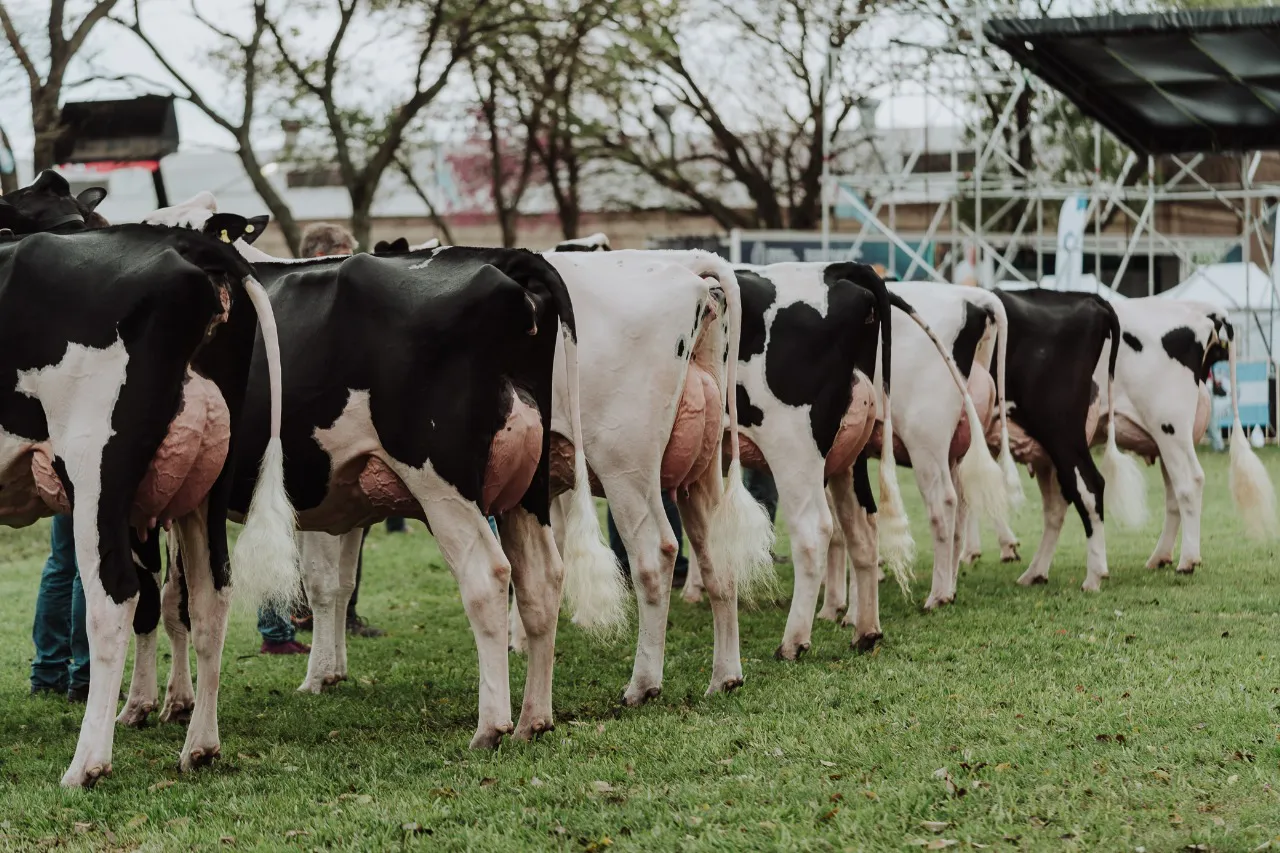 LA LUISA EXPO RAFAELA 2025 (2)