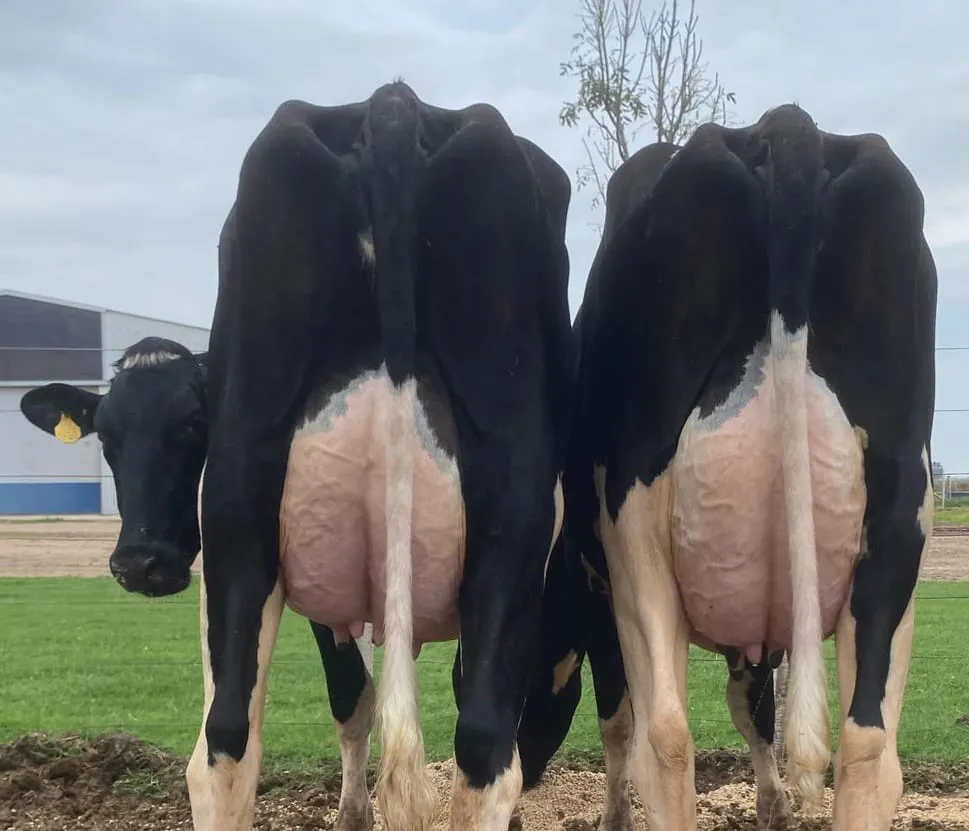 WhatsApp-Image-2025-05-05-at-08.14.00