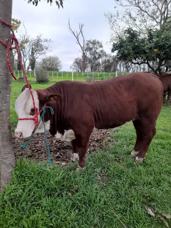 WhatsApp Image 2025-09-04 at 12.39.27 (1)