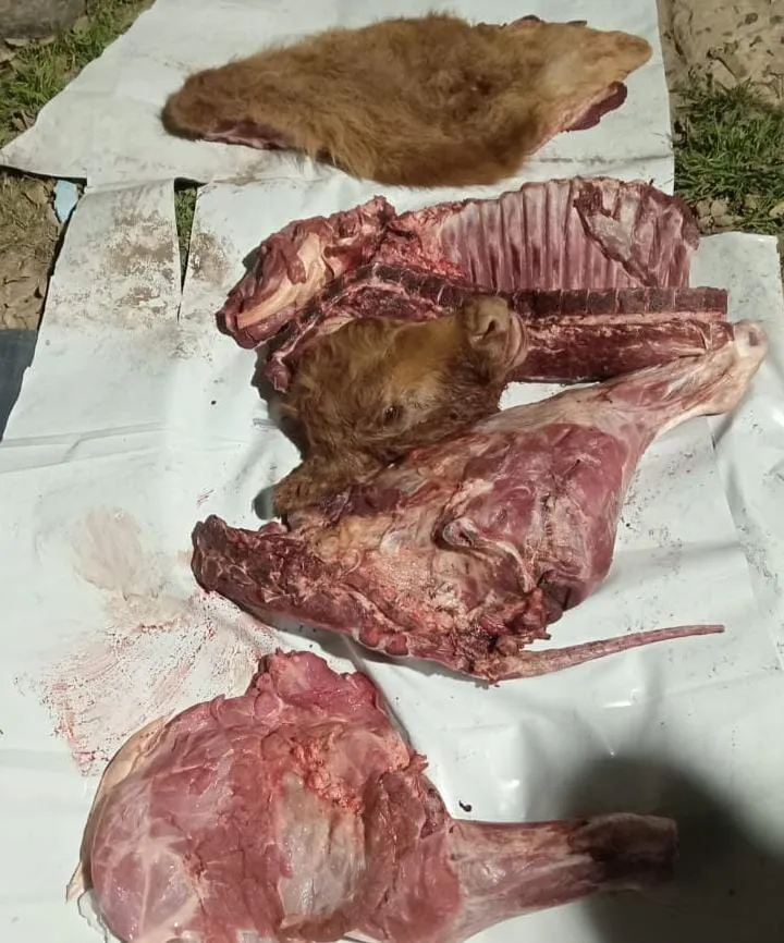 WhatsApp Image 2025-09-25 at 11.10.56